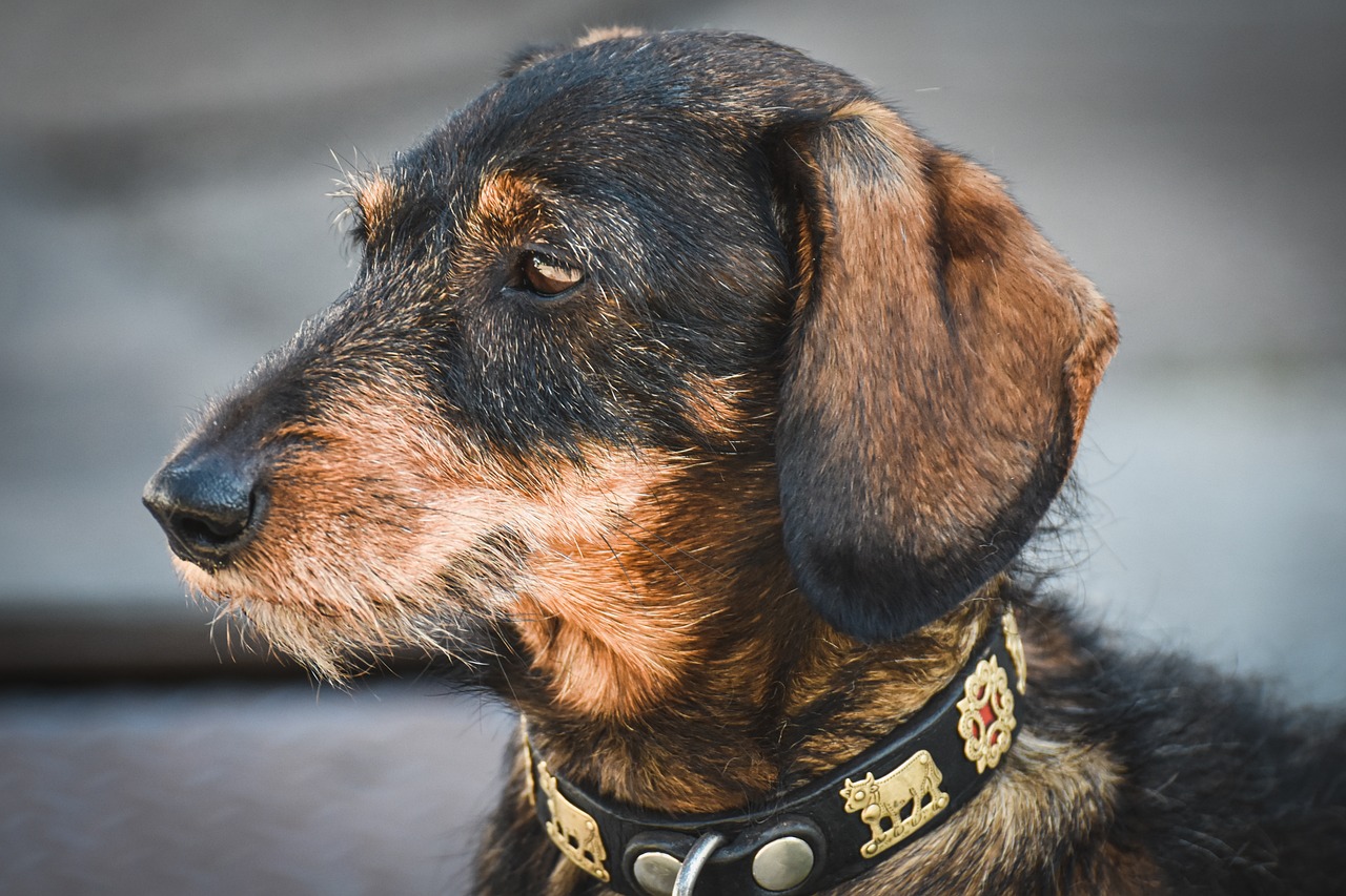 Understanding the Playful Nature of Dachshunds